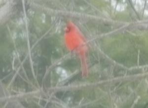 cardinal1